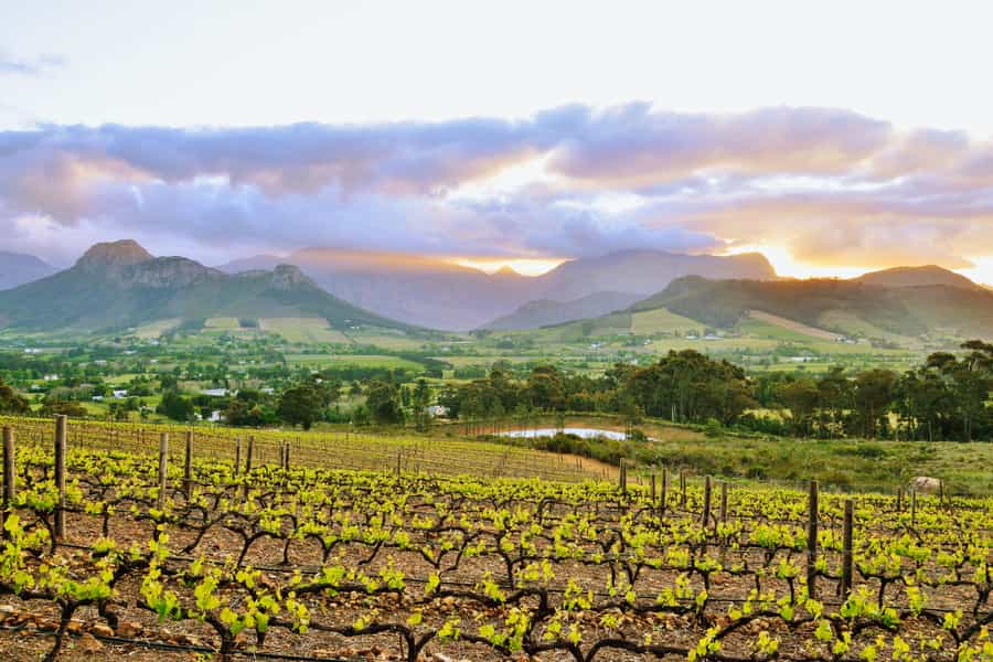 Things to do in the Cape Winelands
