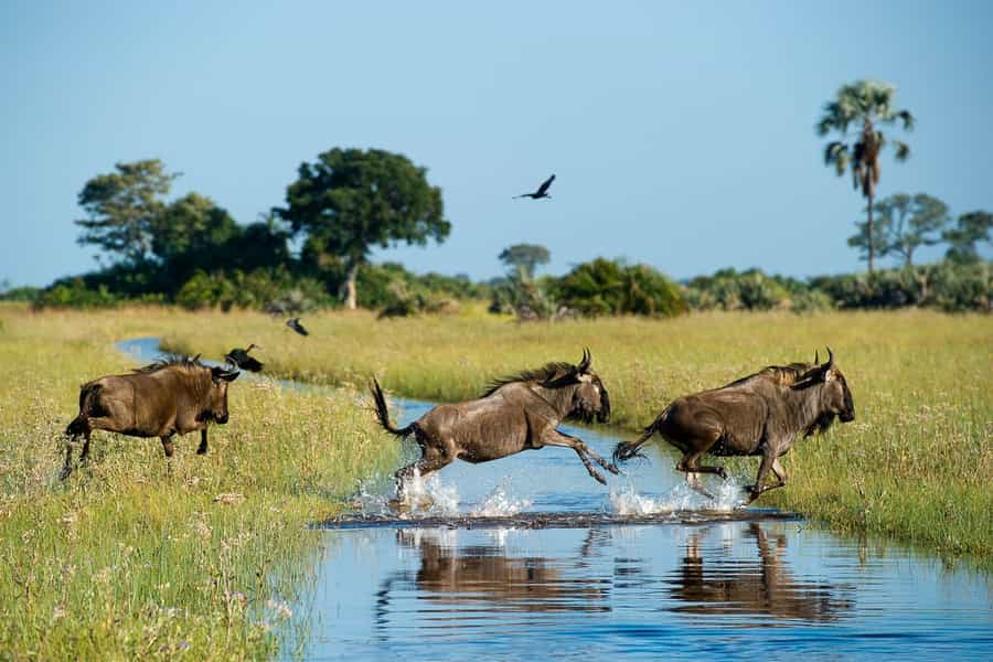 What is the best time of year to go on safari in Botswana