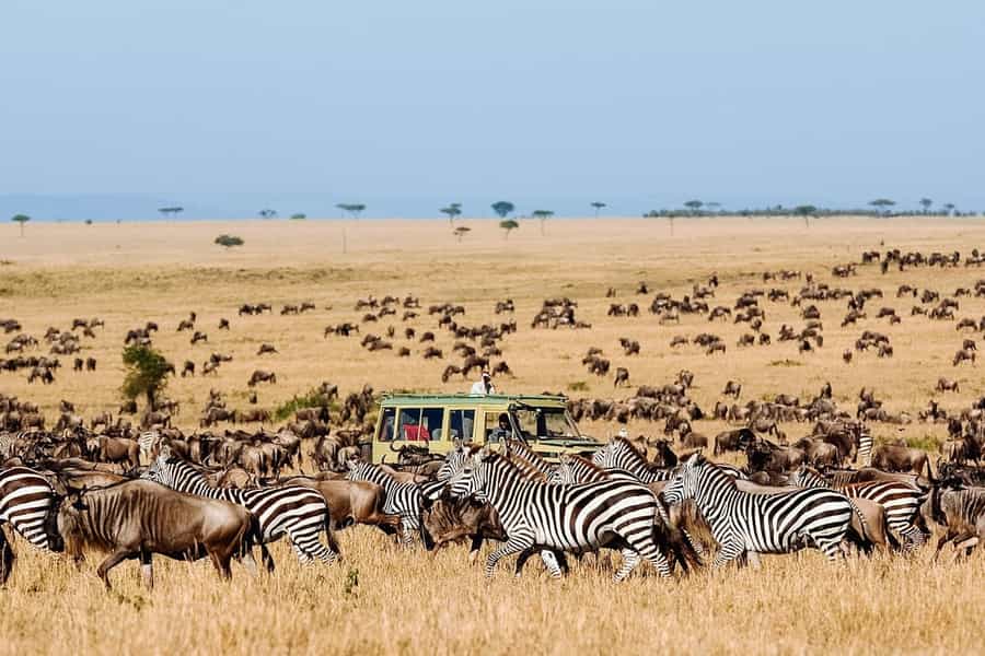 Serengeti wildlife