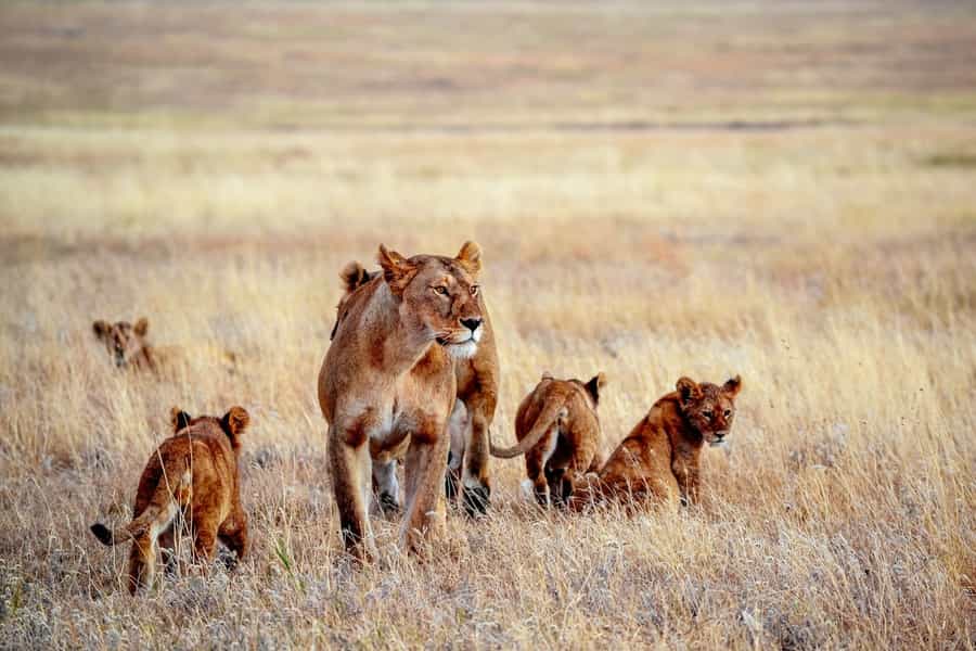 Serengeti wildlife