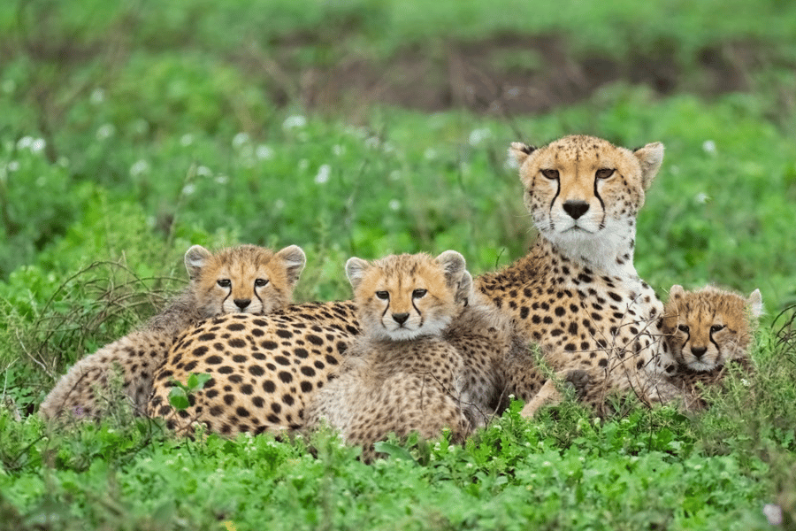 best national parks in Tanzania