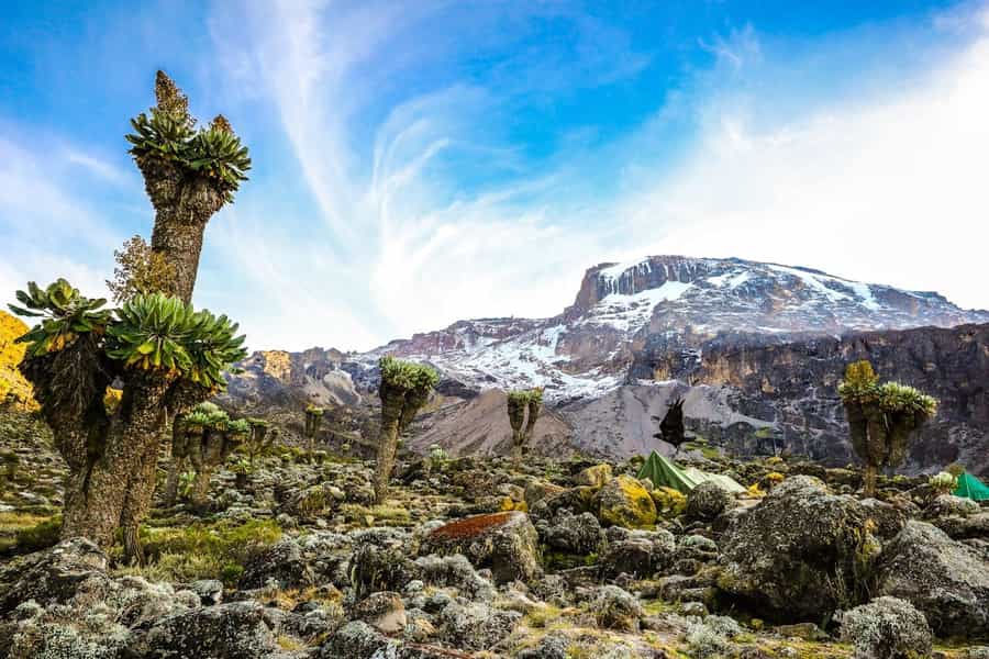 climb Mount Kilimanjaro