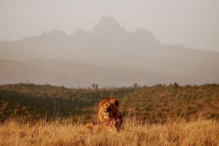 big cats of Kenya