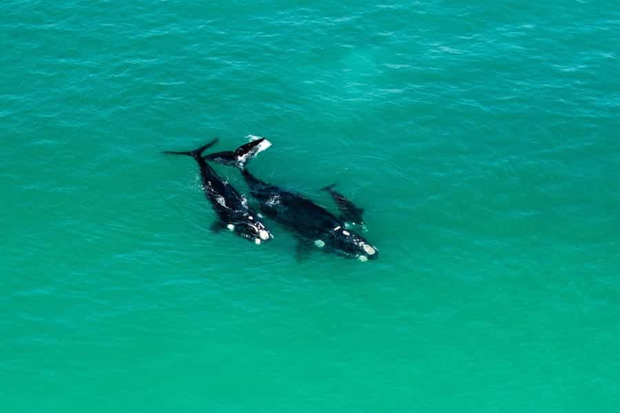 whale watching in South Africa
