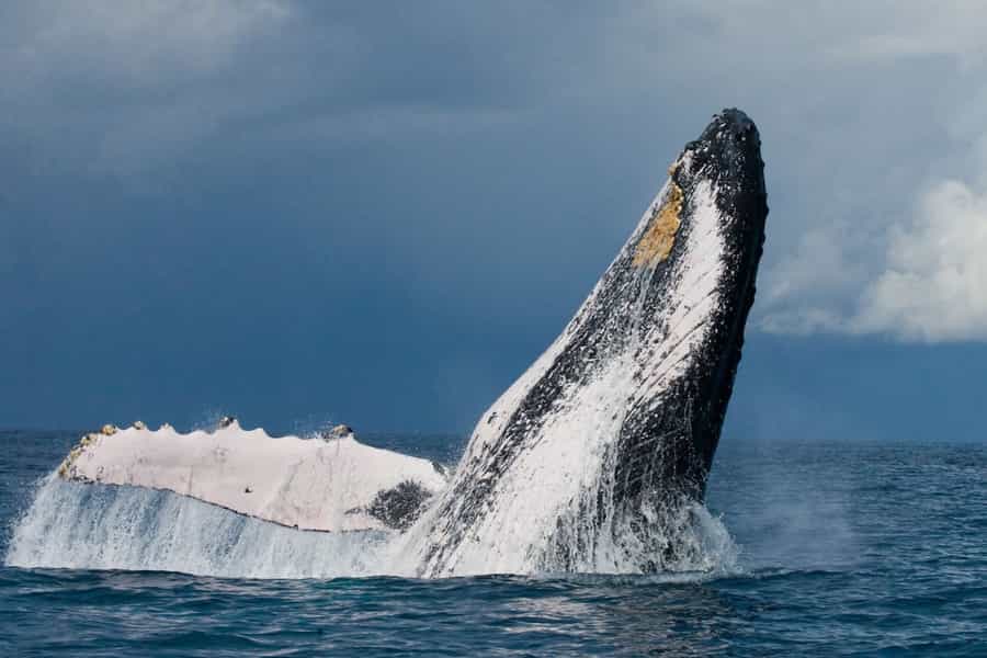whale watching in South Africa