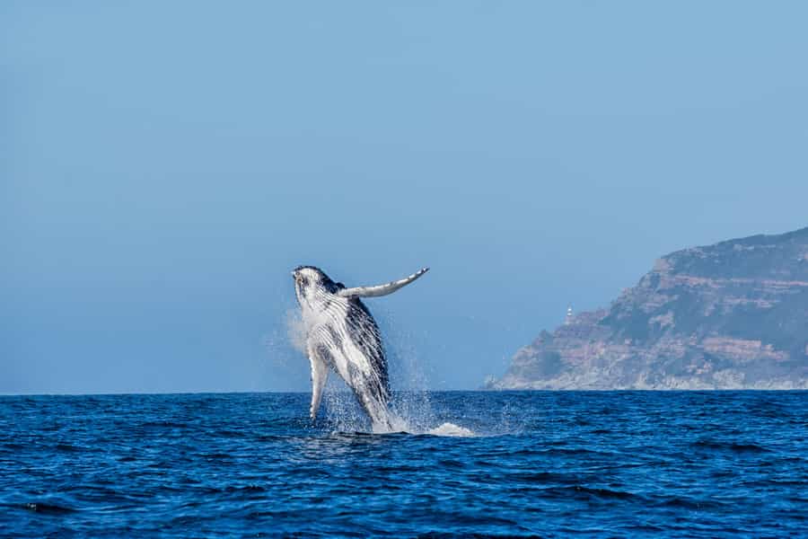 whale watching in South Africa