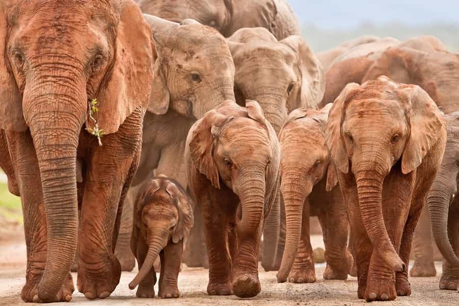 Safaris for families in South Africa