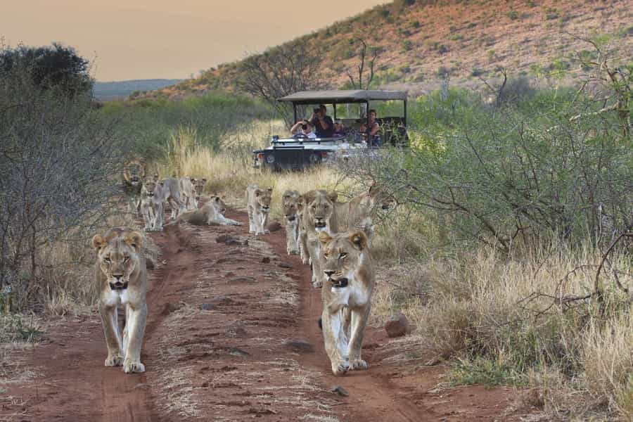 Safaris for families in South Africa