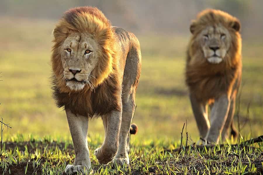 Safaris for families in South Africa