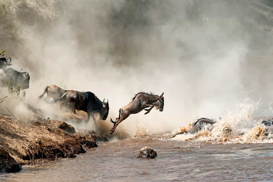 great migration kenya