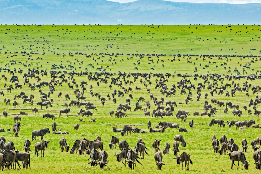 great migration kenya