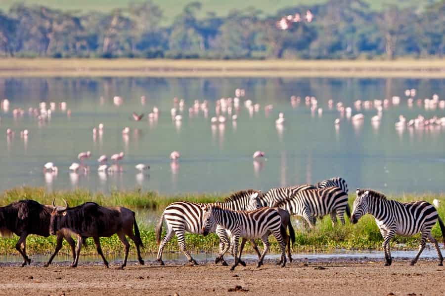 great migration kenya