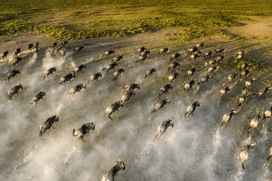 great migration kenya