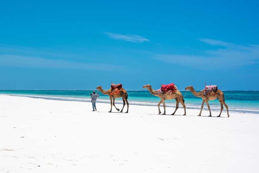 Camel Ride at Diani Beach on Kenya's coast