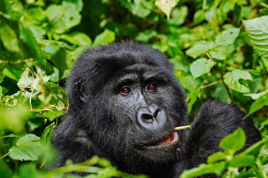 Gorilla trekking vs habituation