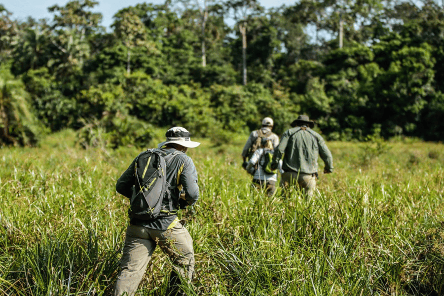 Gorilla trekking vs habituation