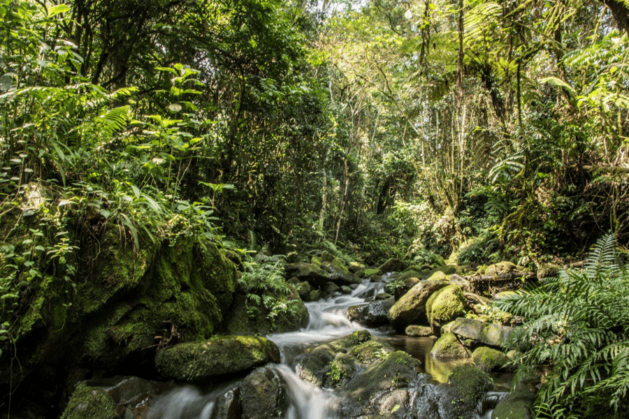 Gorilla trekking vs habituation