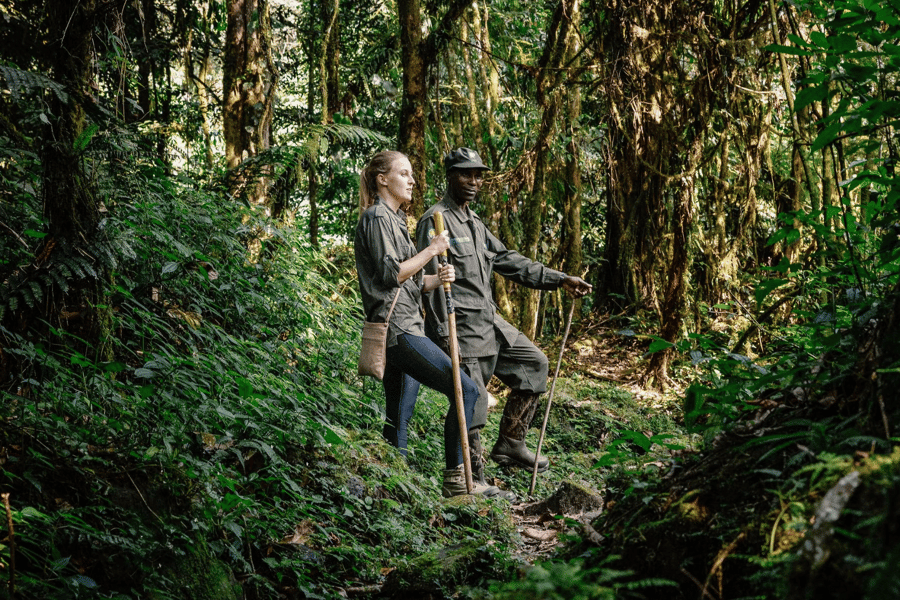 Gorilla trekking vs habituation