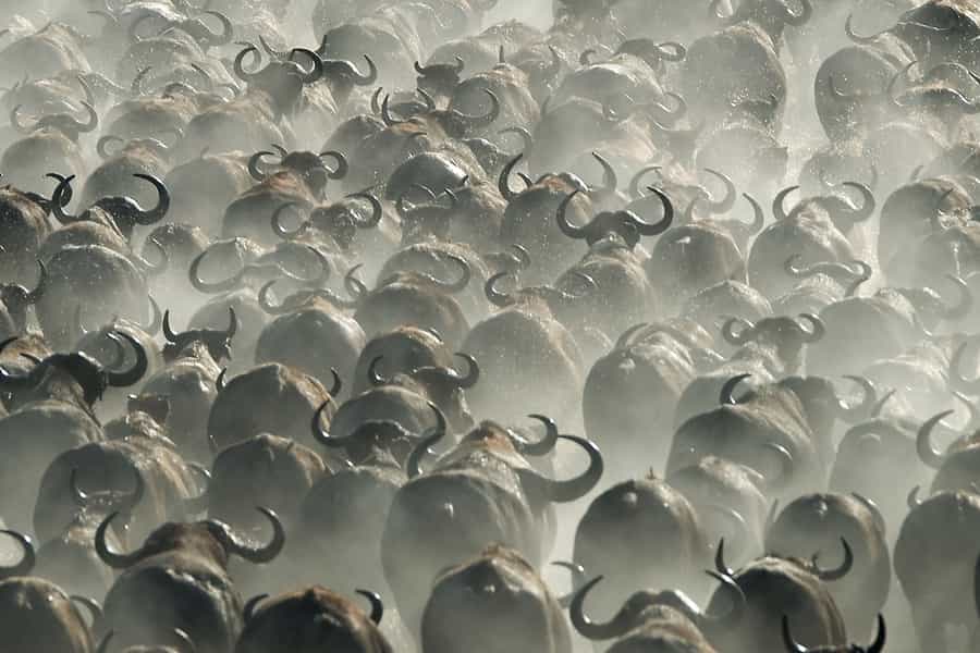 Zambia walking safari