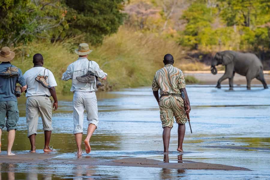 Zambia walking safari