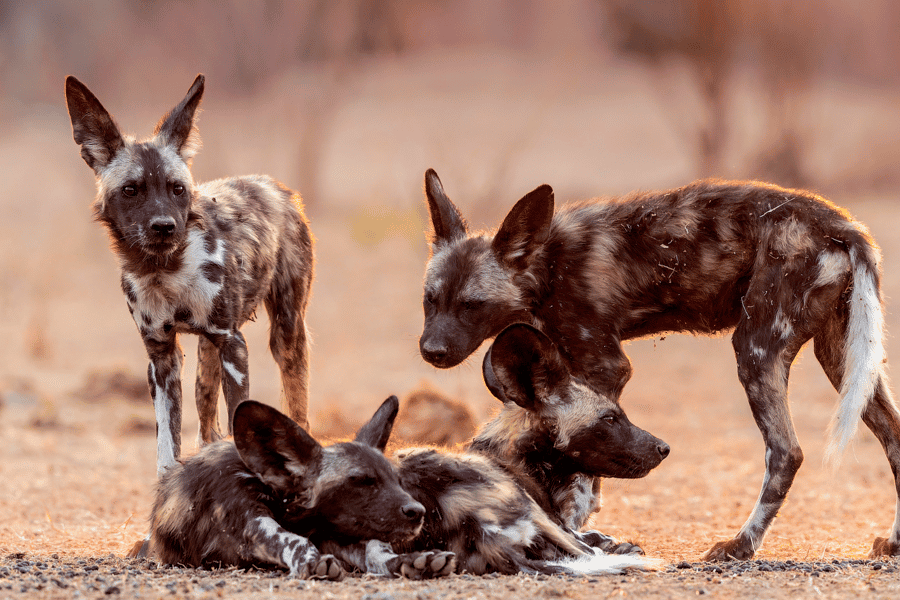 Southern Tanzania safari