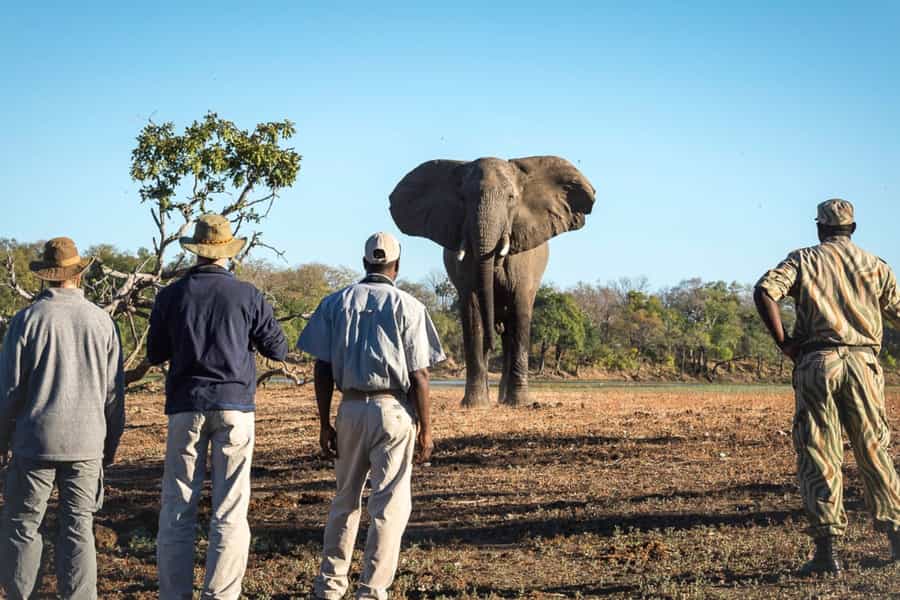 Zambia walking safari