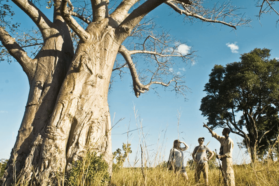 Zambia walking safari