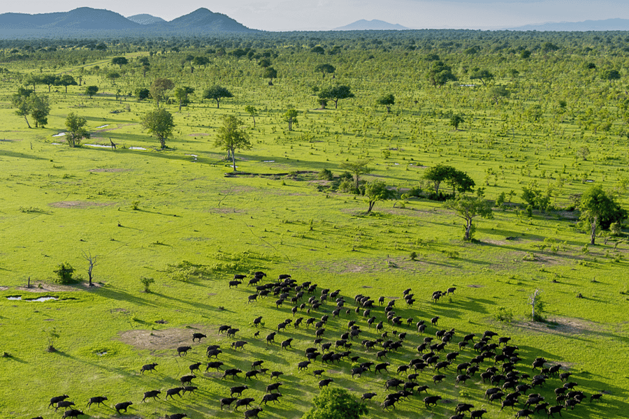 Southern Tanzania safari
