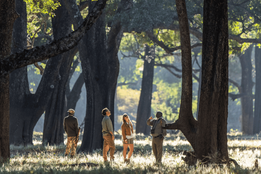 Zambia walking safari