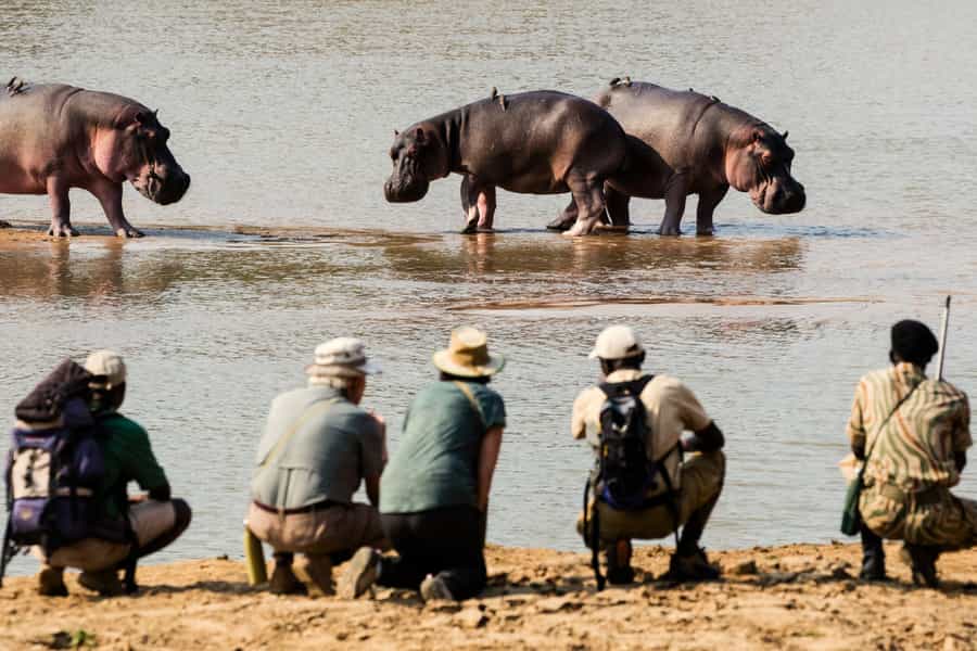 Zambia walking safari