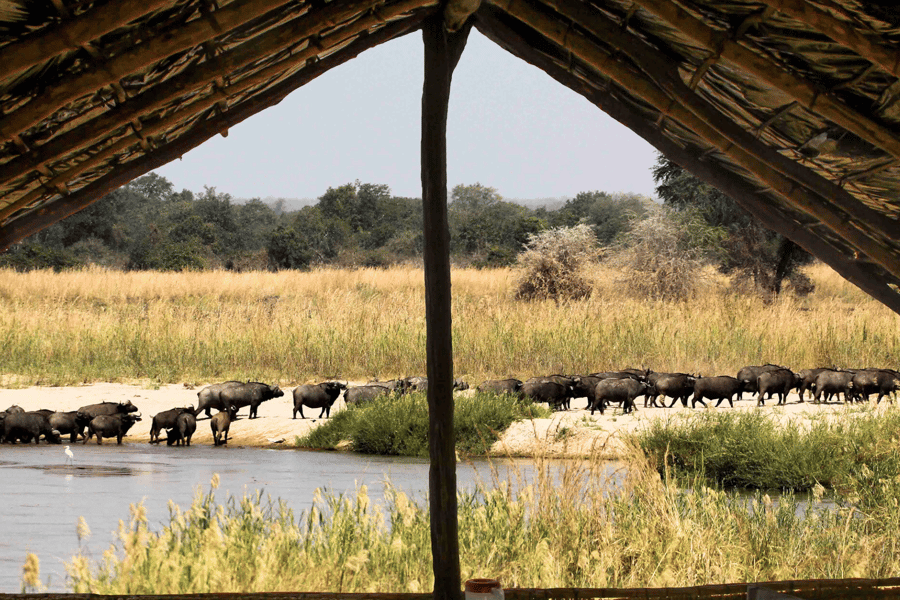 Zambia walking safari