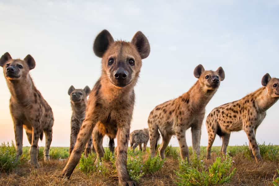 Zambia wildlife guide