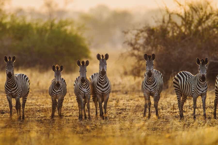 Zambia wildlife guide