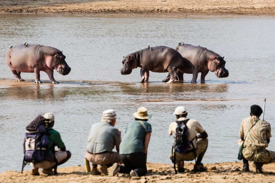 Zambia wildlife guide