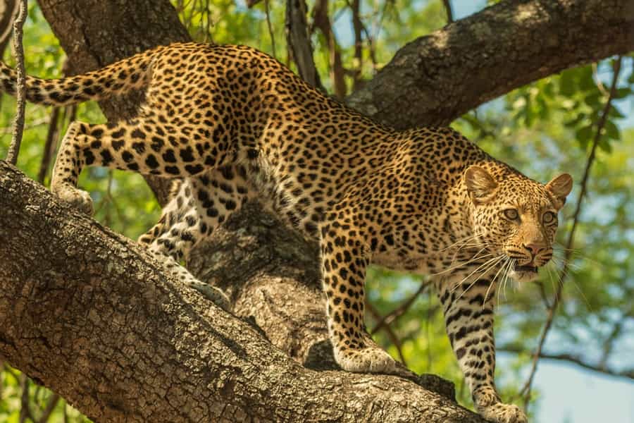 Zambia wildlife guide