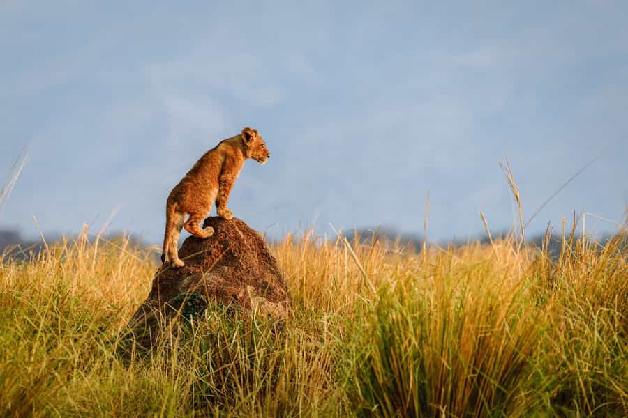 Tips for Photography on Safari