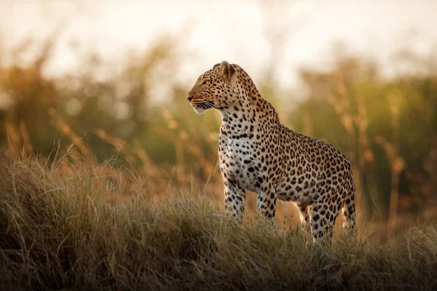 Tips for Photography on Safari