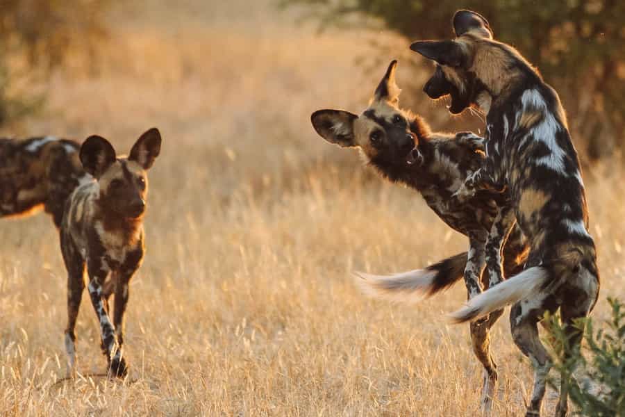 Tips for Photography on Safari