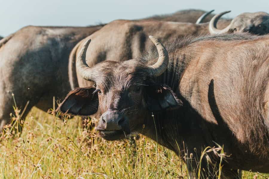 Tips for Photography on Safari