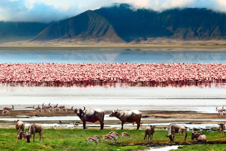 Tips for Photography on Safari