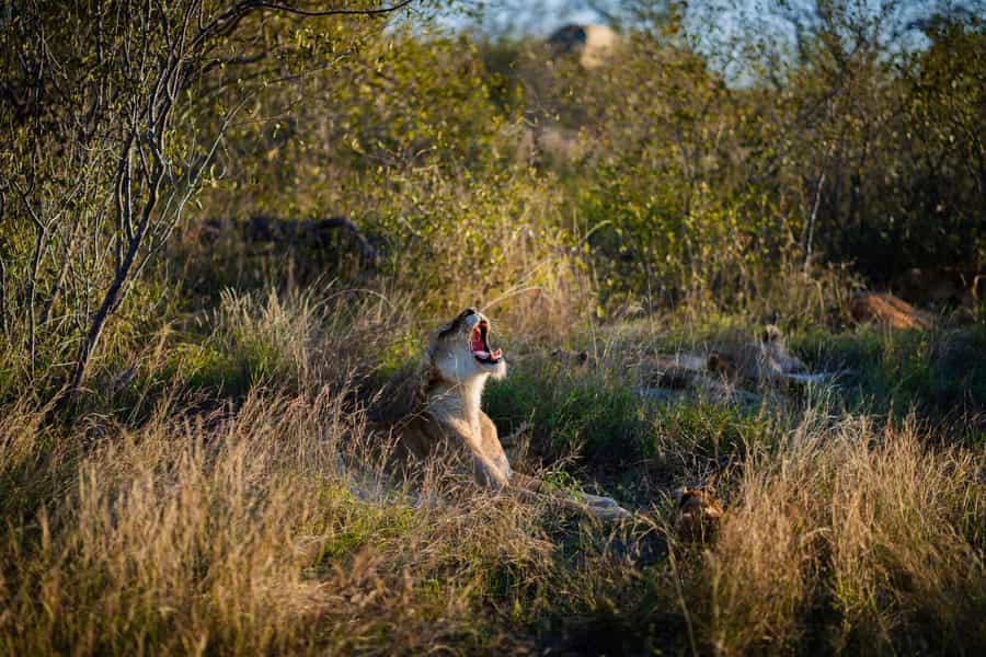 Tips for Photography on Safari