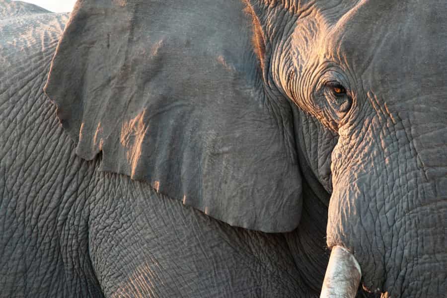 Tips for Photography on Safari