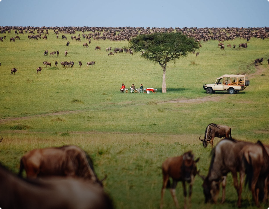 A scenic view of Timbuktu safari with animals and a tour vehicle